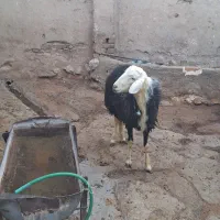 بره قوچ کله قارچی|حیوانات مزرعه|بروجرد, |دیوار