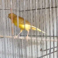 تعدادی قناری ماده جوان|پرنده|ابهر, |دیوار