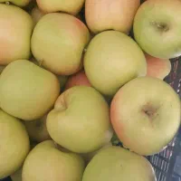 سیب لبنانی اصل باسیب بهاره