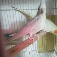 عروس رنگ خاص البینو لوتینیو