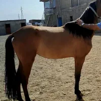 فروش اسب ترکمن