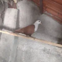 سرخ کله سفید