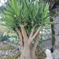 گیاه یوکا 30ساله