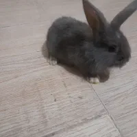 دو عدد خرگوش ۲۵ روزه