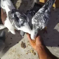 ۳۰ عدد کبوتر دورگ پلاکی|پرنده|بهبهان, |دیوار