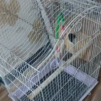 قفس پرنده|لوازم جانبی حیوانات|رشت, باهنر|دیوار
