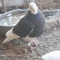 کفتر فروشی|پرنده|سربیشه, |دیوار