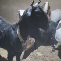 بز آبستن سنگین|حیوانات مزرعه|بردسکن, |دیوار