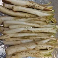 کنگر تازه ساقه بلند