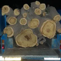 خرید درخت و ضایعات چوب