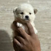 پامر روباهی