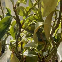 گل طبیعی|گل و گیاه طبیعی|تهران, آزادشهر|دیوار