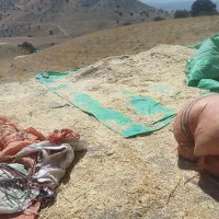 کاه