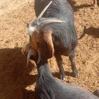 کهره ماده و نر