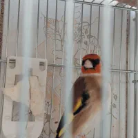 ۳ تا سهره درجه ۱ سردسیری کار درست