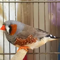 فنچ جامبو عرب فنچ گلدین فنچ کینگ|پرنده|تهران, دهقان|دیوار