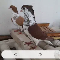 زردو سرخ خوشگل