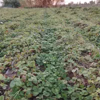 نهال توت فرنگی فوری