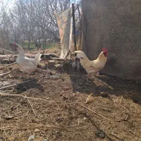 مرغ خروس جوان