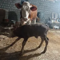 گاو سیمنتال