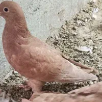کبوتر1جفت زردوسرخ کاکل.نر زرد.جفت ساده،ماده2کت|پرنده|زاهدان, |دیوار
