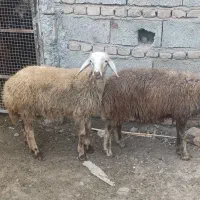 دوتا توقلی نرجنس|حیوانات مزرعه|سنگدوین, |دیوار