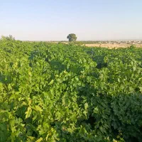 آب-فروشی