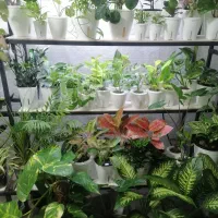 فروش انواع گیاهان آپارتمانی با قیمت استثنایی