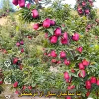 15هکتار-زمین-وباغ-سده-فارس
