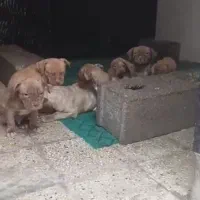 سگ پیت بول|سگ|تهران, سعادت‌آباد|دیوار