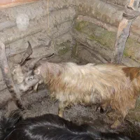 فروش گوسفند  نر وماده وبز|حیوانات مزرعه|لاهیجان, لیل|دیوار