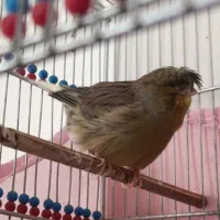 قناری گلاستر گرید+A خط خونی|پرنده|تهران, مسعودیه|دیوار