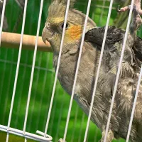 پرنده ، عروس هلندی|پرنده|شهرکرد, |دیوار