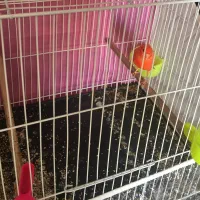 قناری|پرنده|مشهد, محمدآباد|دیوار