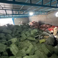 یونجه|خدمات باغبانی و درختکاری|بهبهان, |دیوار