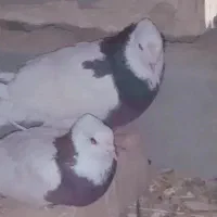 سلام طوقی ماده پاک نر غلط|پرنده|زهک, |دیوار