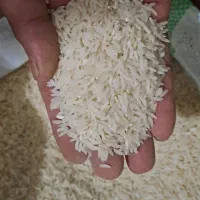 برنج هاشمی|خوردنی و آشامیدنی|رشت, جماران|دیوار