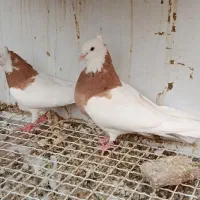 کفتر طوقی سرور
