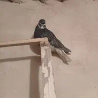 ۱۰ عدد کبوتر طوقی و نامور پراندنی|پرنده|همدان, |دیوار