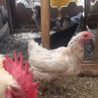 فروش مرغ امرکانا و گلین اصیل با جوجه