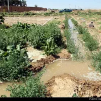 جویای کار گلخانه کشاورزی باغ|خدمات باغبانی و درختکاری|ابریشم, |دیوار