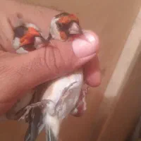 سهره درشت نروماده|پرنده|تبریز, |دیوار