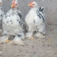 خروس کوشین و سبرایت
