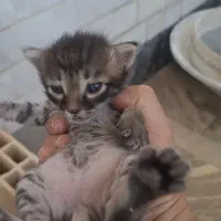 گربه اسکاتیش