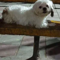 واگذاری اقا دنی