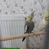 یه جفت عروس هلندی|پرنده|بروجن, |دیوار