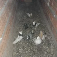 کبوتر|پرنده|شیروان (خراسان), |دیوار