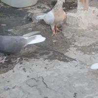 زرد هفرنگ ماده|پرنده|تاکستان, |دیوار