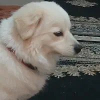 واگذاری سگ اشپیتز|سگ|ماهدشت, |دیوار