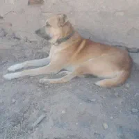 سگ گله به شرط|سگ|سبزوار, پاسداران|دیوار